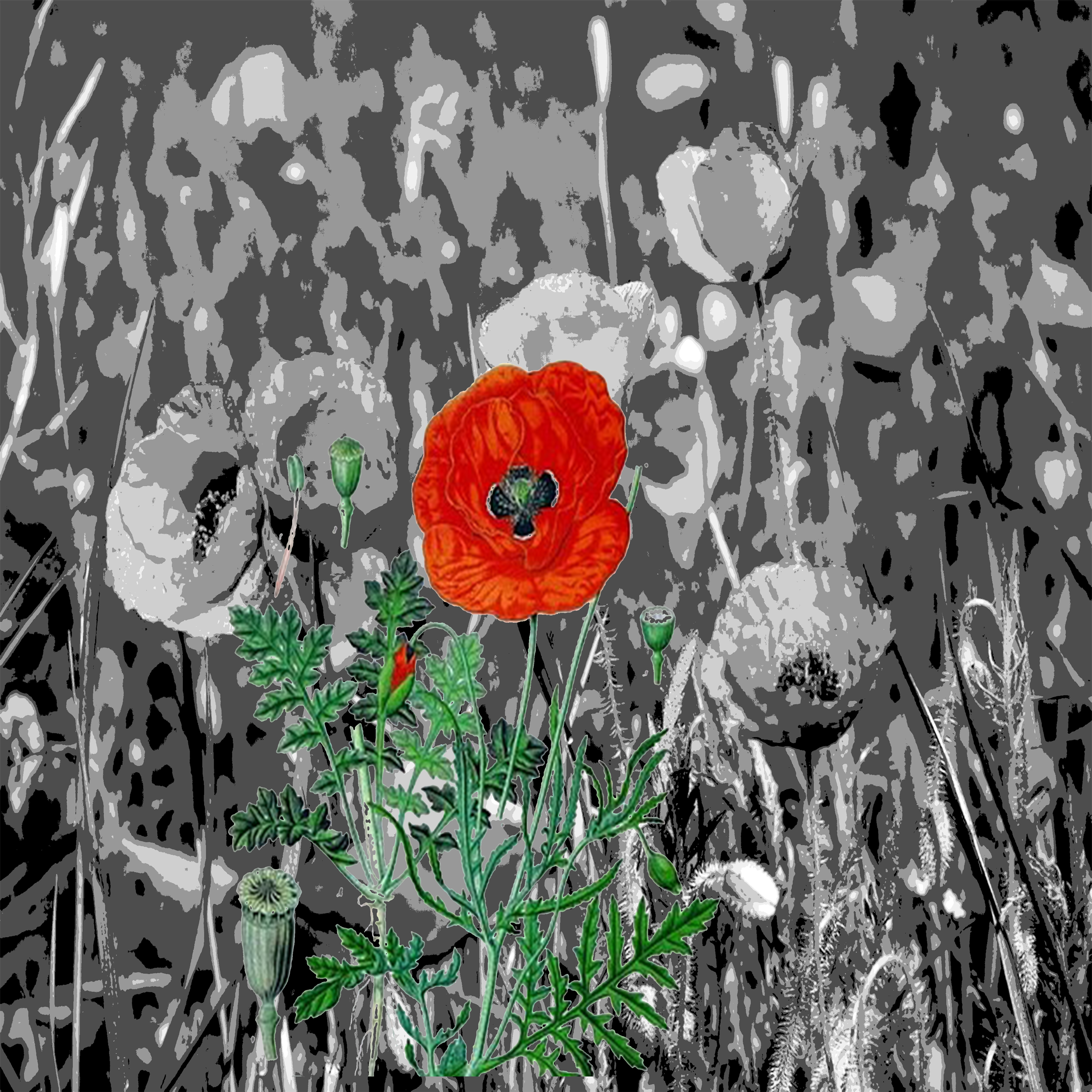 Coquelicot 111 2018 copie