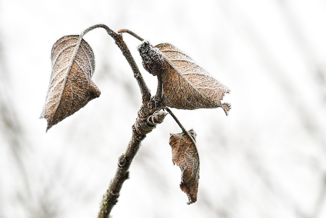 Plantons avant qu'il ne soit trop tard !