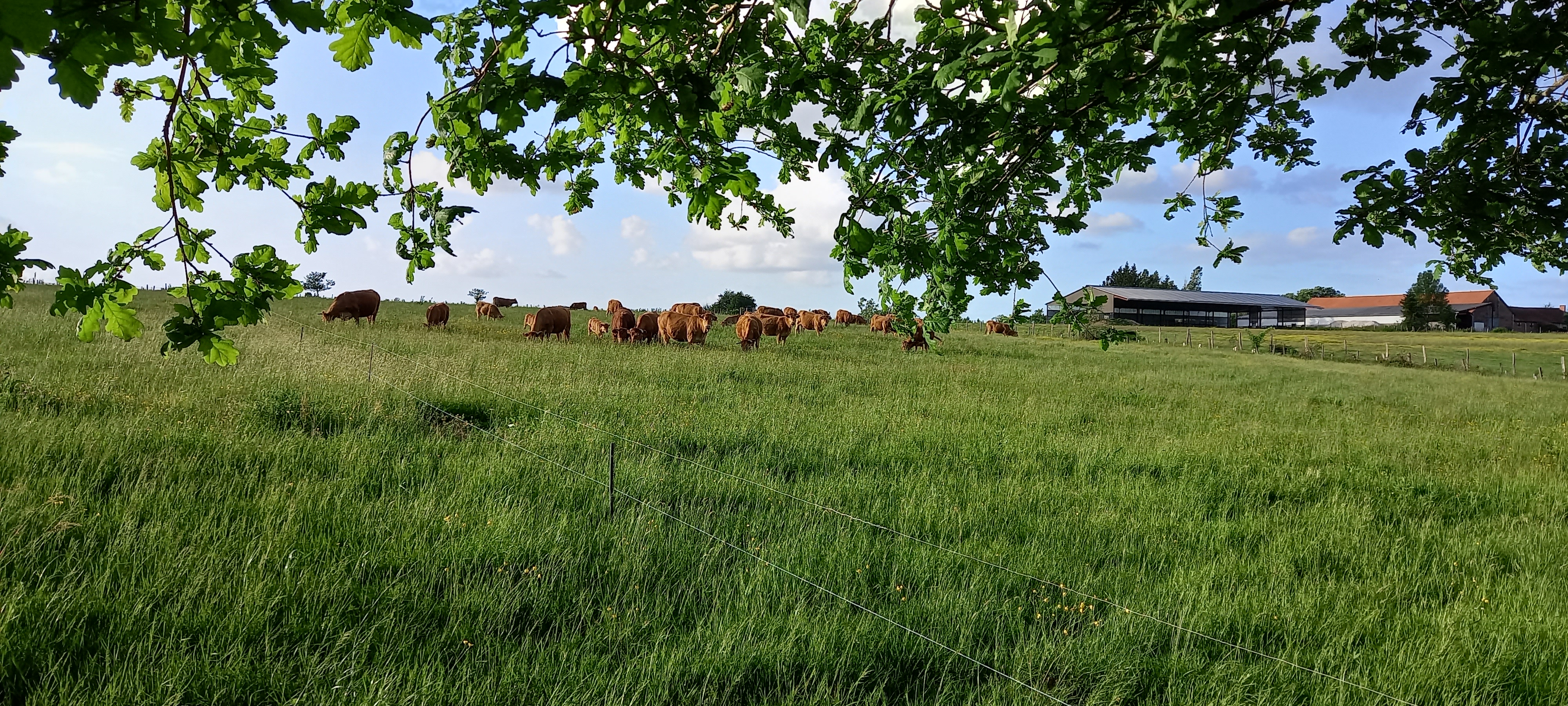 Où trouver de la viande de bœuf nourri à l’herbe