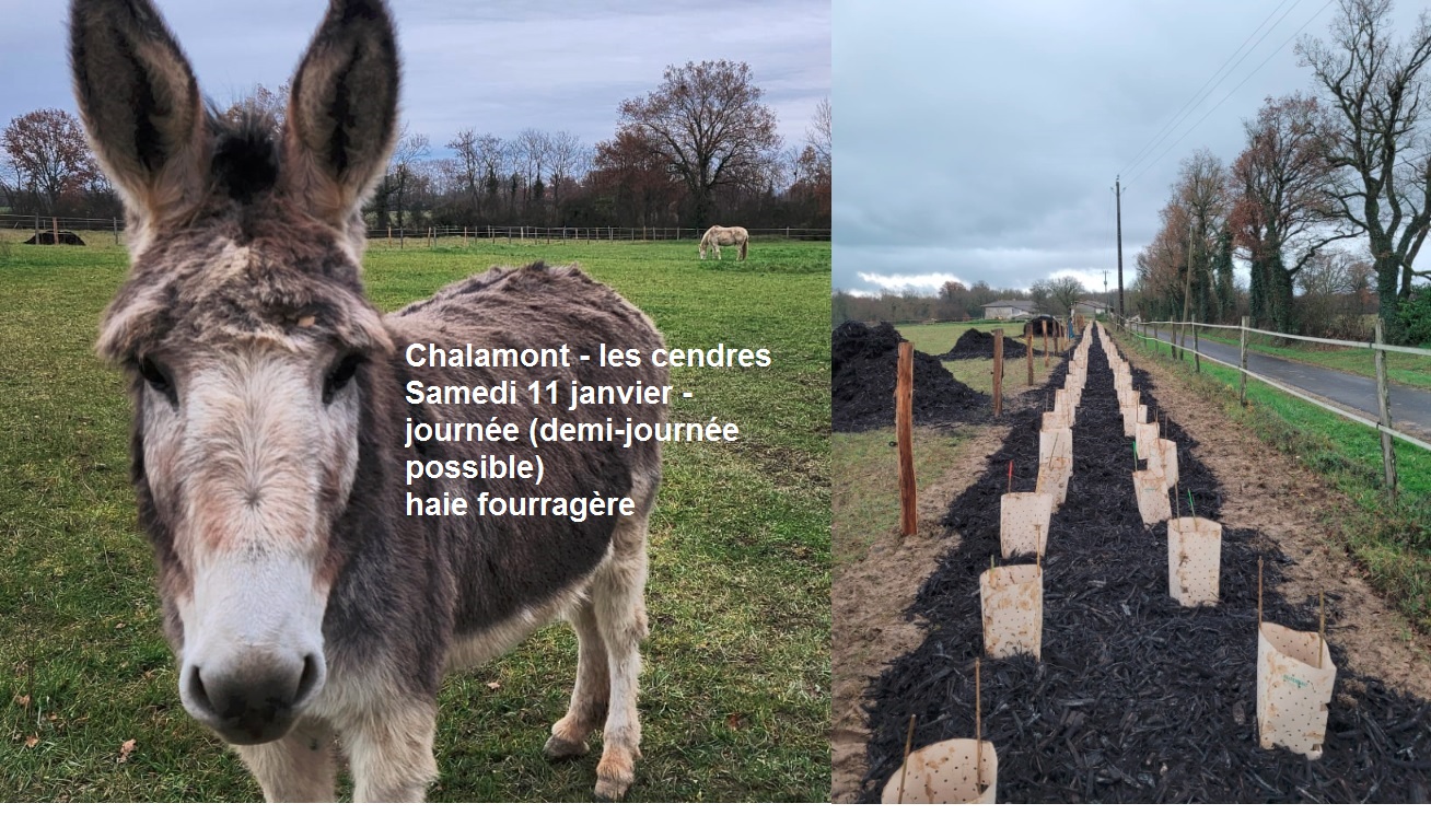 Samedi 11 janvier - Chalamont - haie fourragère