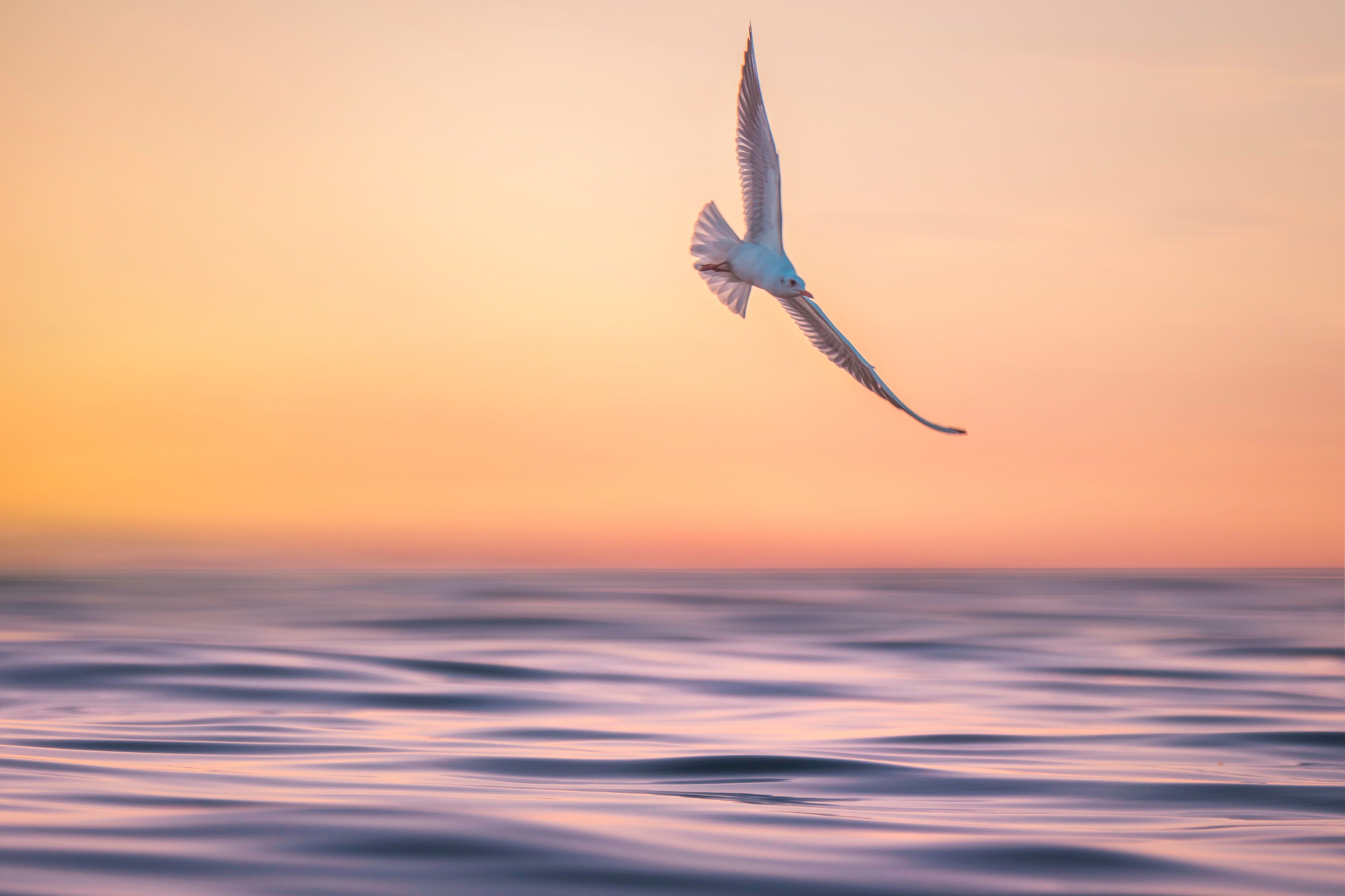 Seagull-8781110