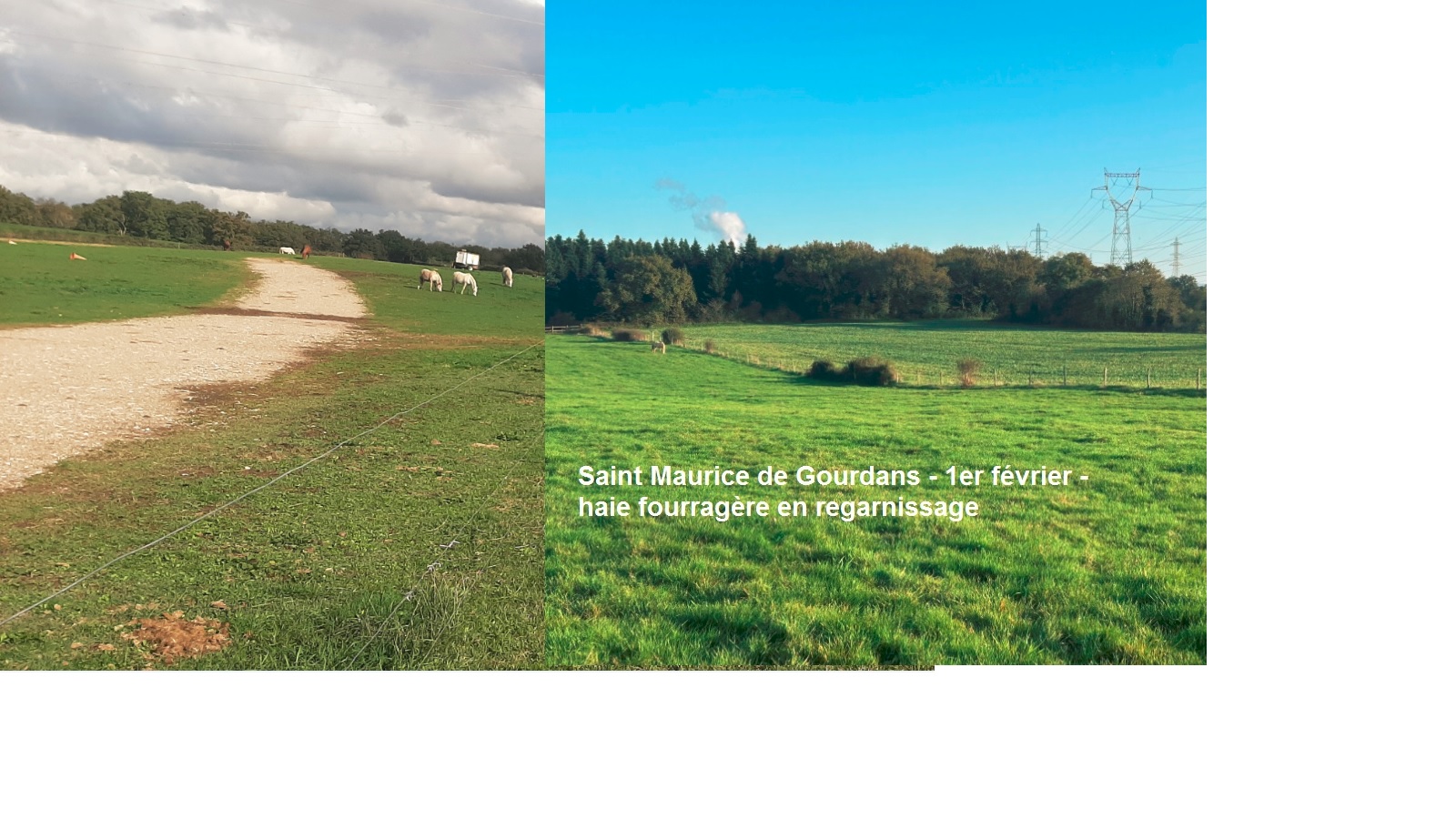 Samedi 1er février - Saint Maurice de Gourdans - plantation haie fourragère