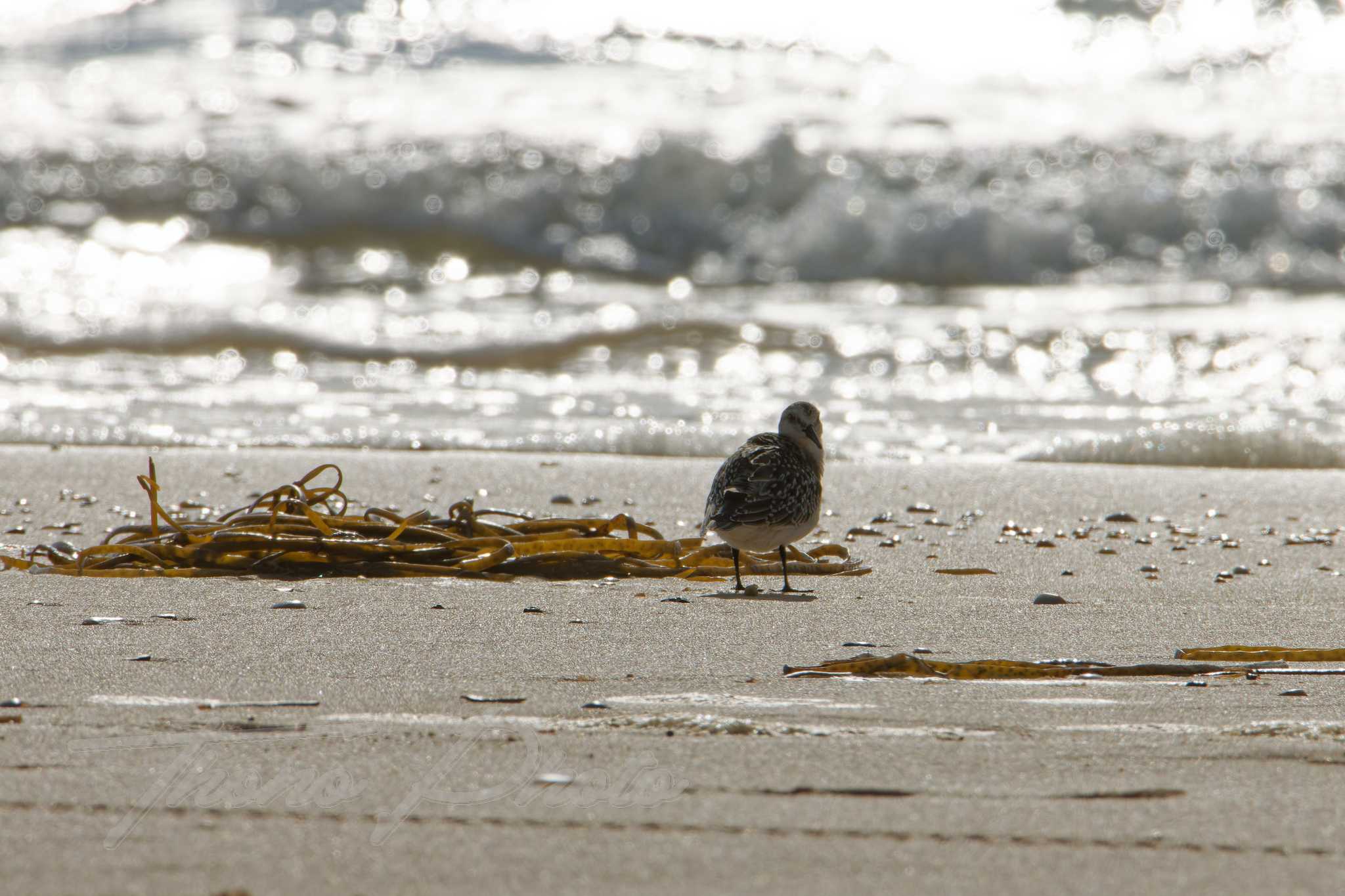 Becasseau sanderling lacanau 2024 09 10 1583f