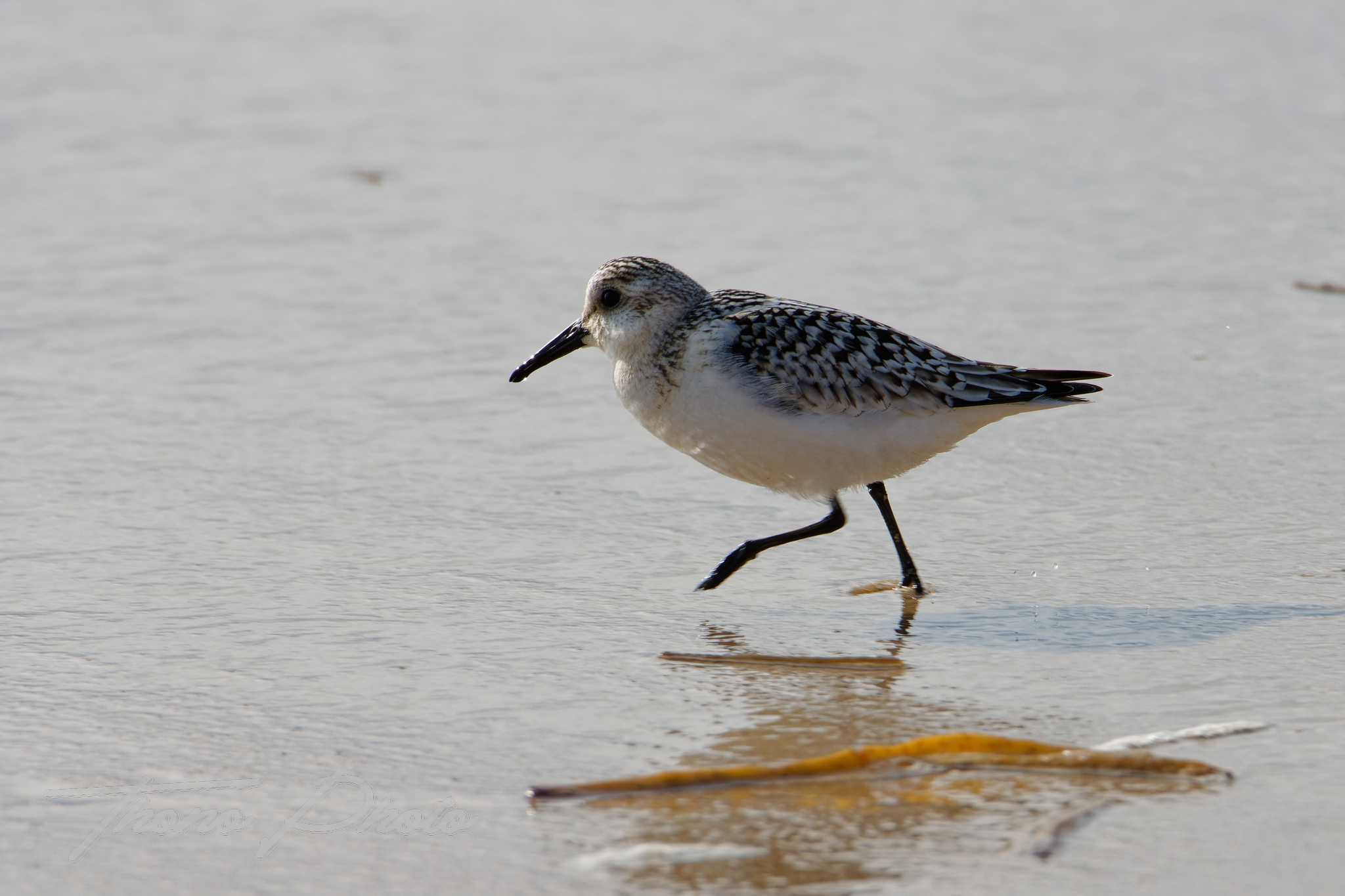 Becasseau sanderling lacanau 2024 09 10 1576f
