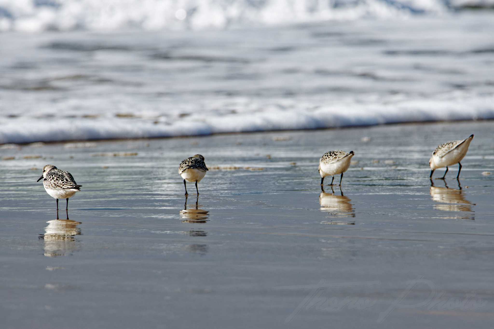 Becasseau sanderling lacanau 2024 09 10 1536f