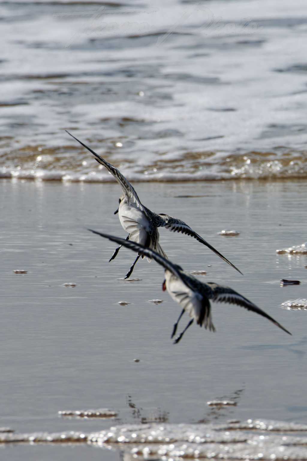 Becasseau sanderling lacanau 2024 09 10 1521f