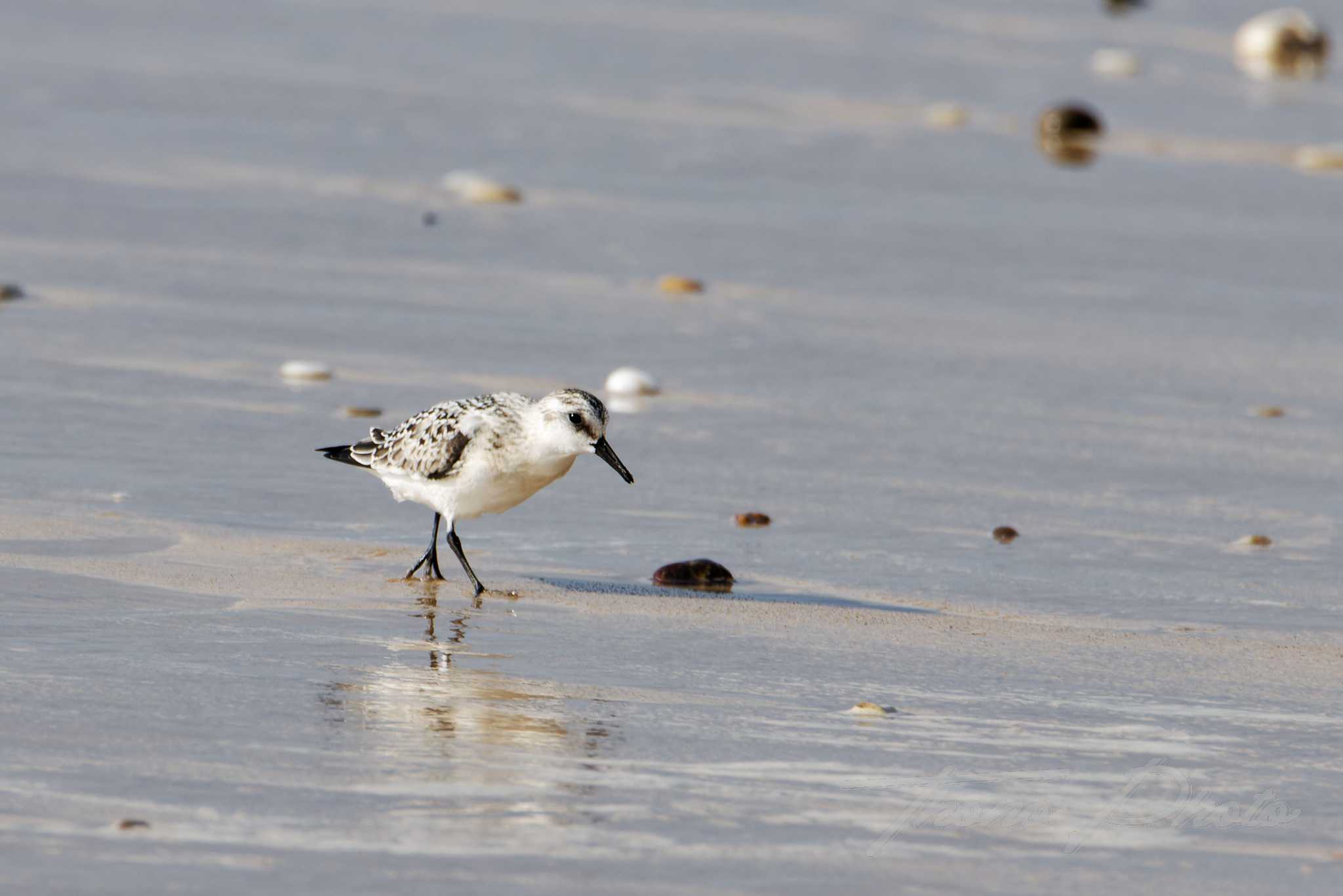 Becasseau sanderling lacanau 2024 09 10 1509f