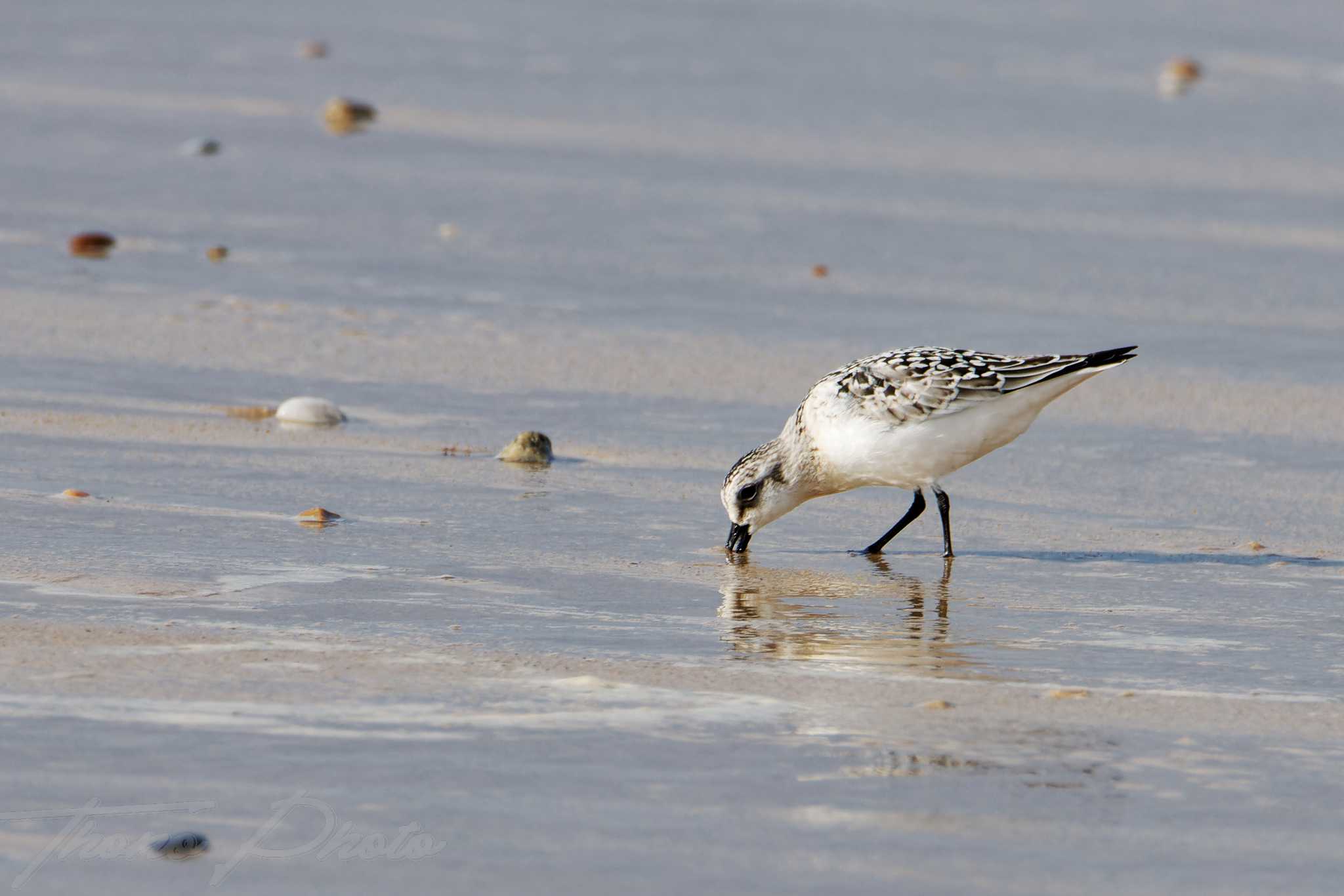 Becasseau sanderling lacanau 2024 09 10 1502f