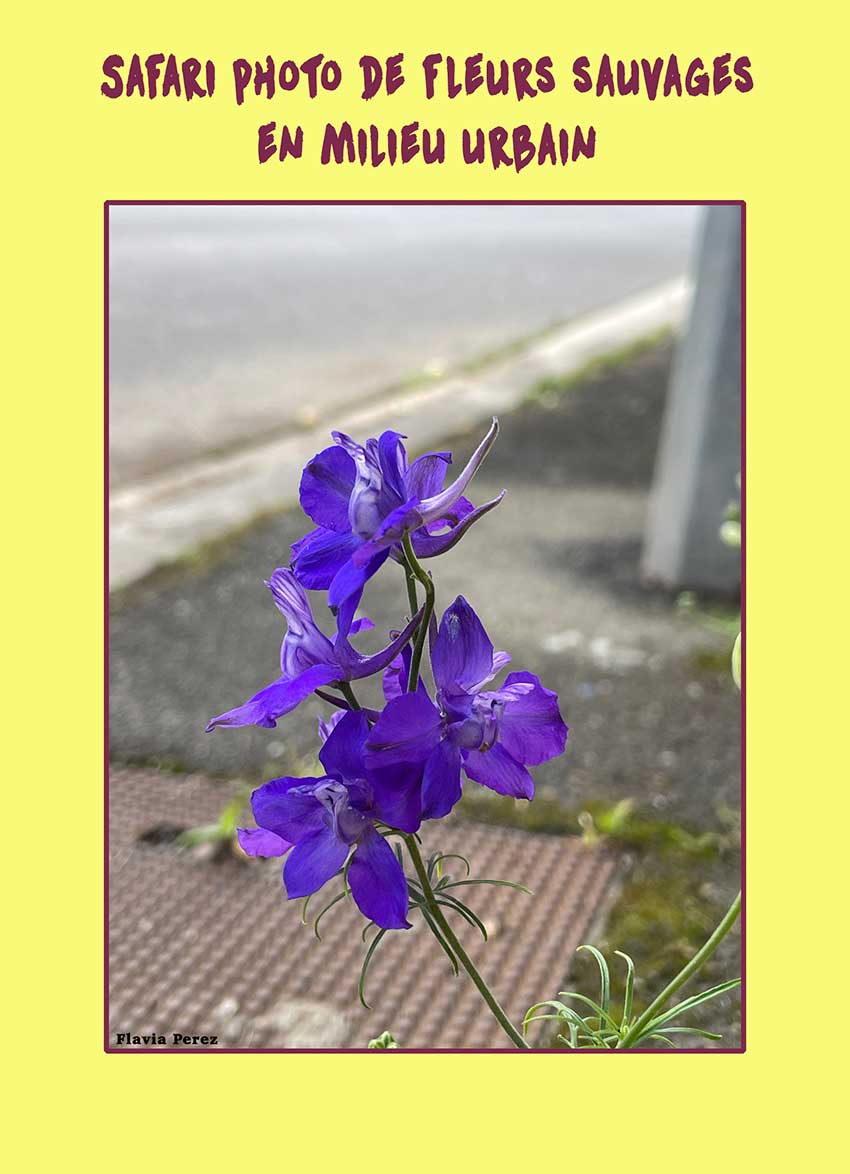 Affiche-Safari-photo-2