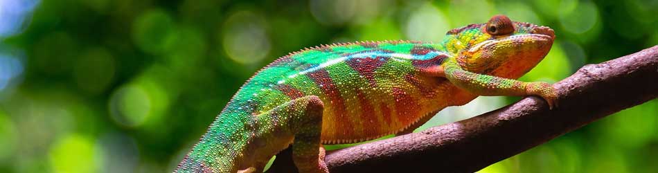 Cameleon