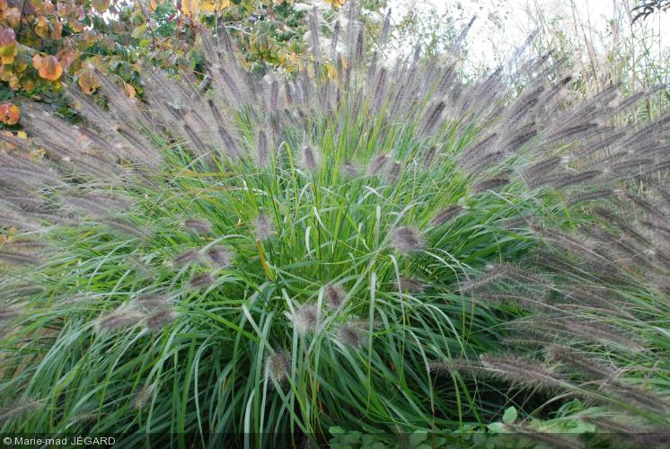 Pennisetum-alopecuroides-japonicum