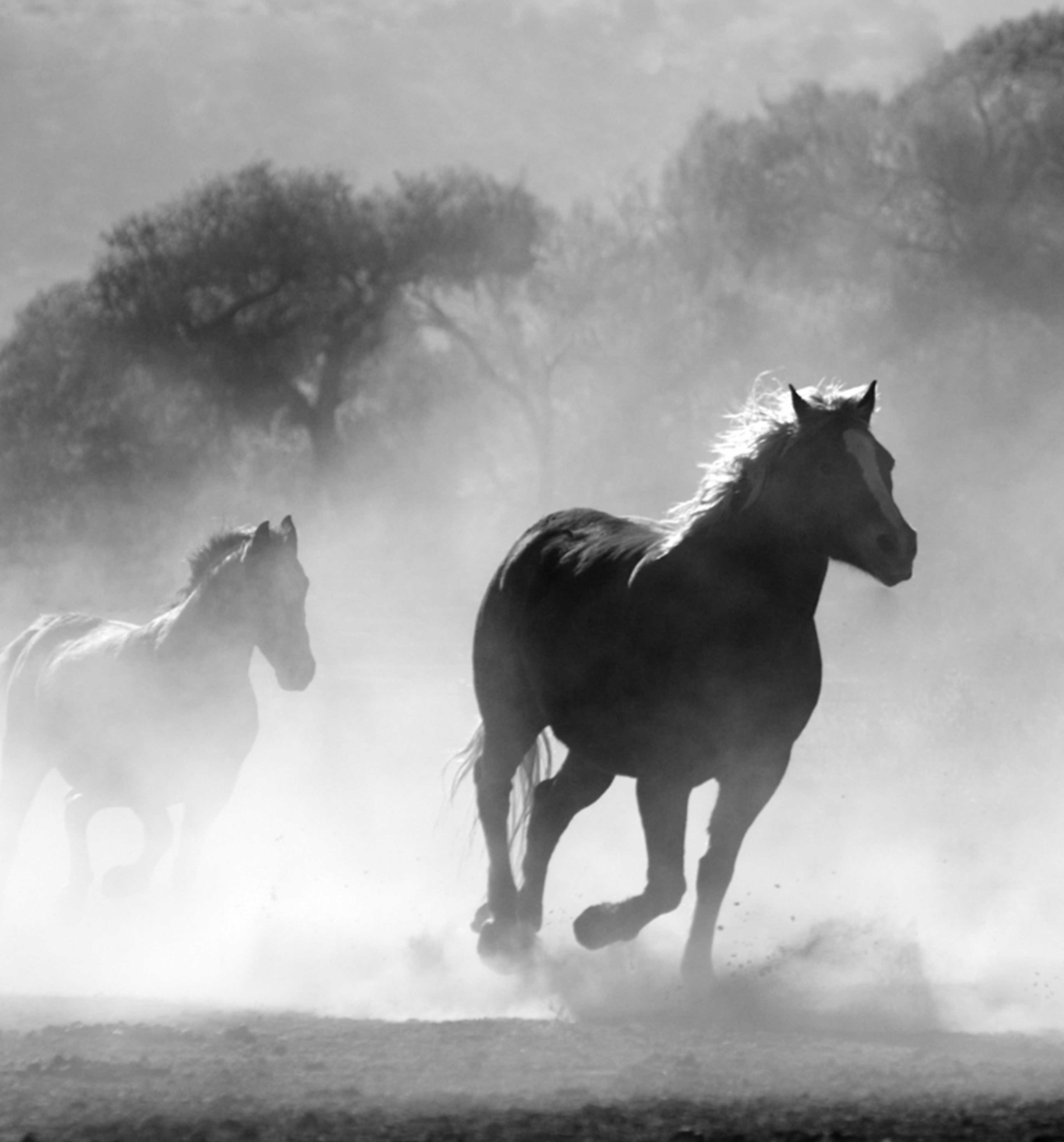 Chevaux