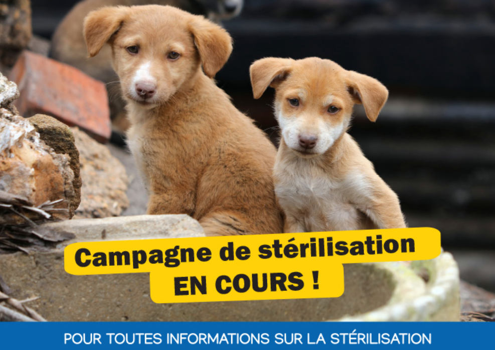 Campagne de stérilisation et d'identification des animaux par la CIREST à La Réunion