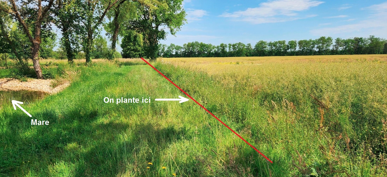 Mercredi 19 février- Plantation à Chalamont dans la Dombe : presque la dernière !