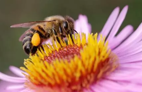 Abeille fleur