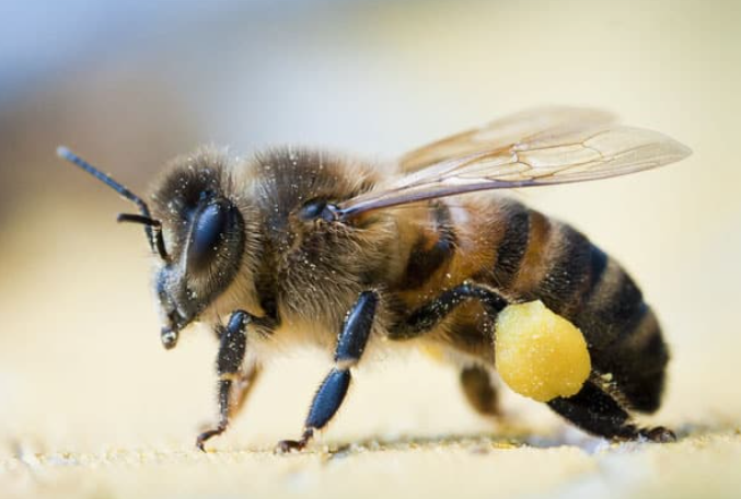 Abeille