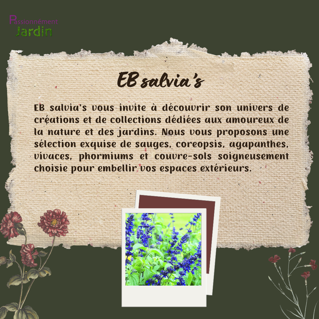 EB-salvia-s
