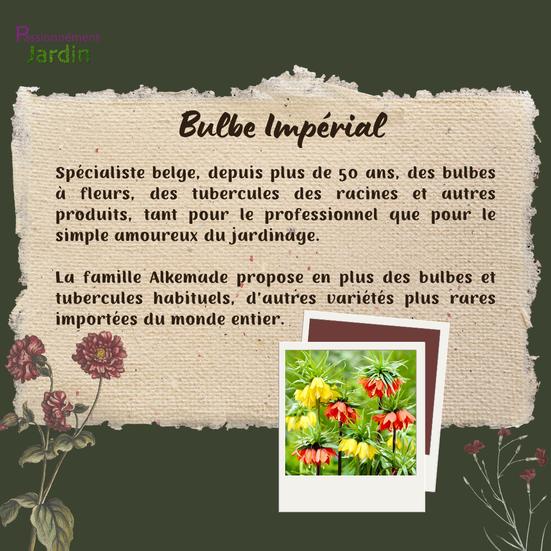 Bulbe-Imperial