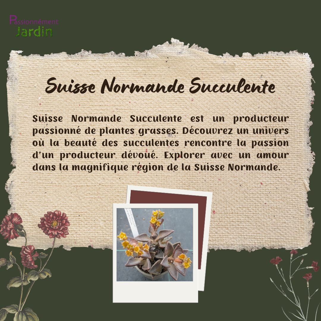 Suisse-Normande-Succulente