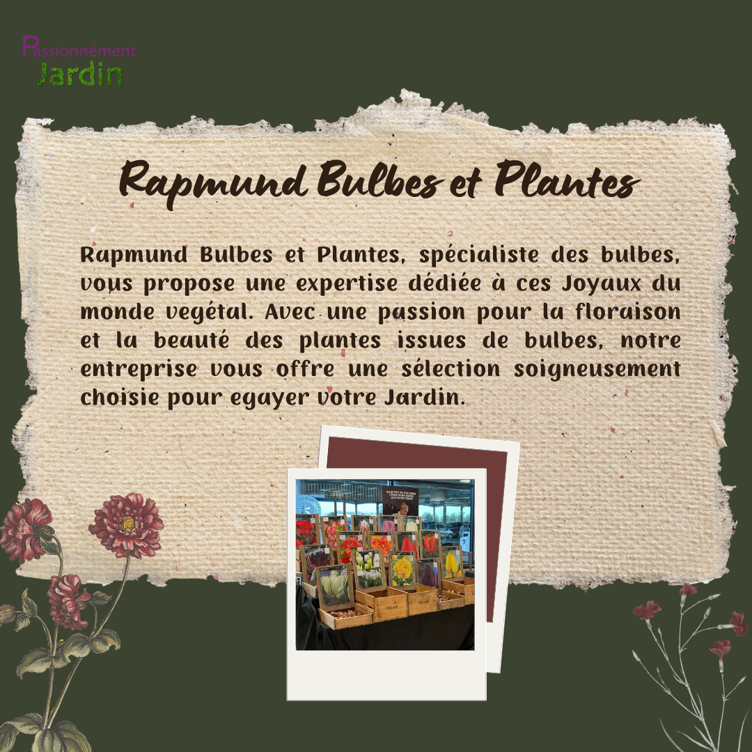 Rapmund-Bulbes-et-Plantes