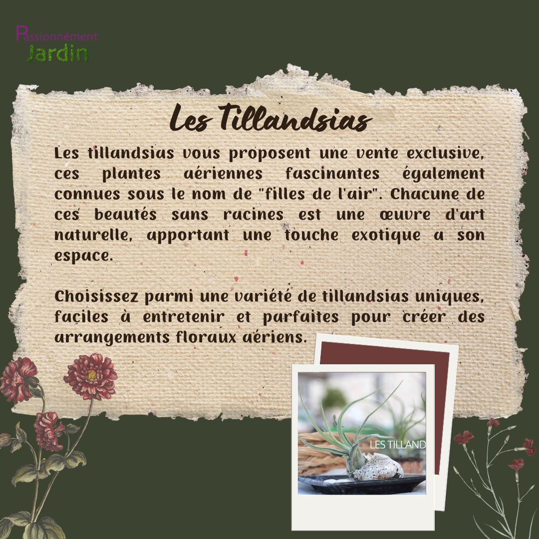 Les-Tillandsias