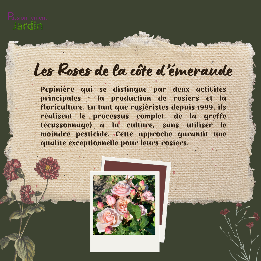 Les-Roses-de-la-cote-d-emeraude