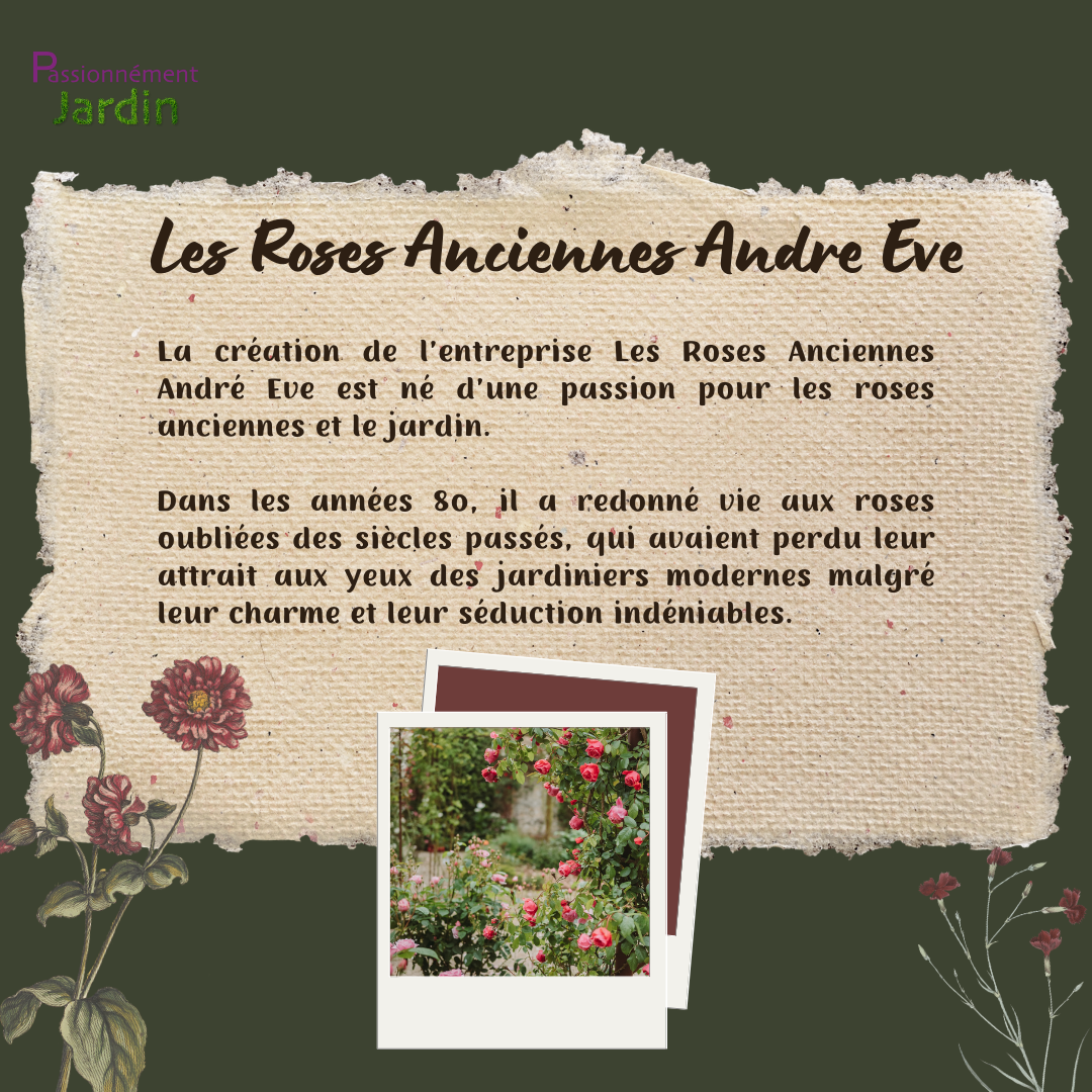 Les-Roses-Anciennes-Andre-Eve