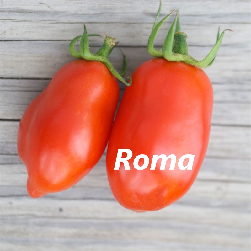 Tomate roma