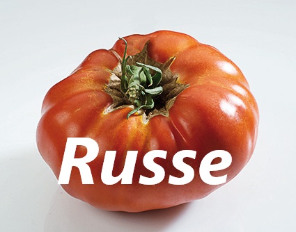 Tomate russe