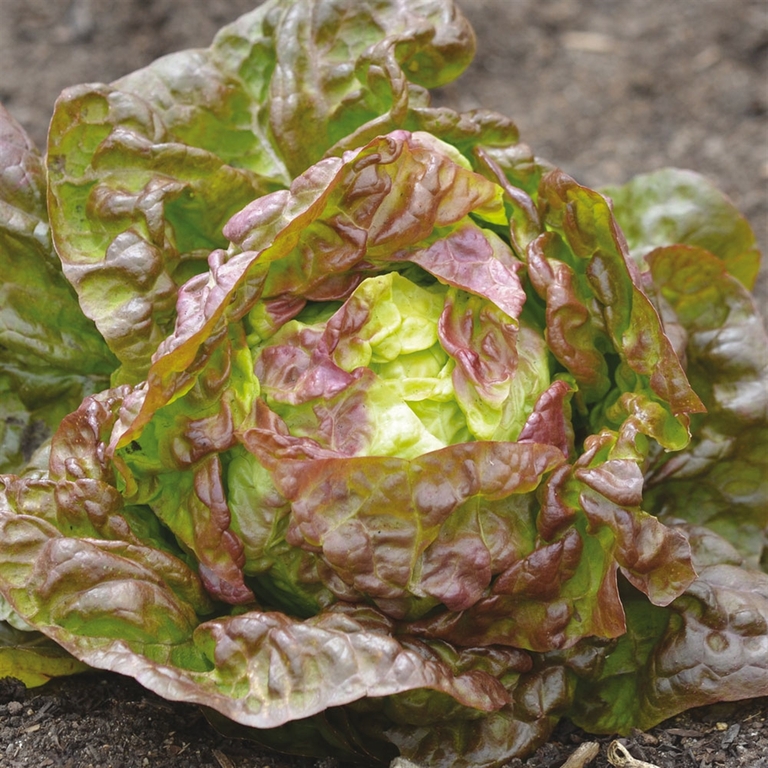 Merveille des 4 saisons