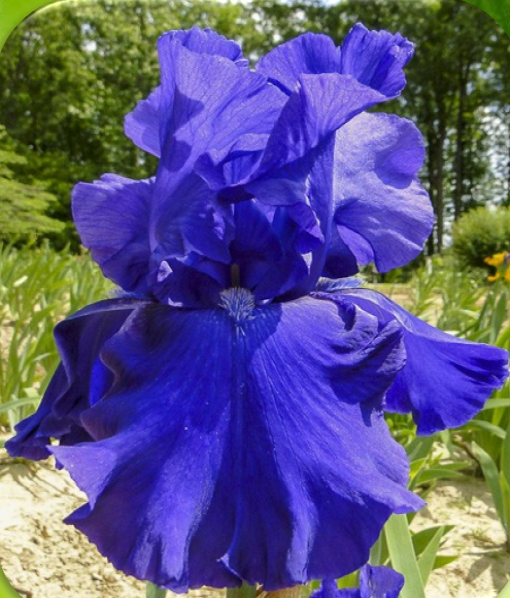 Bleu