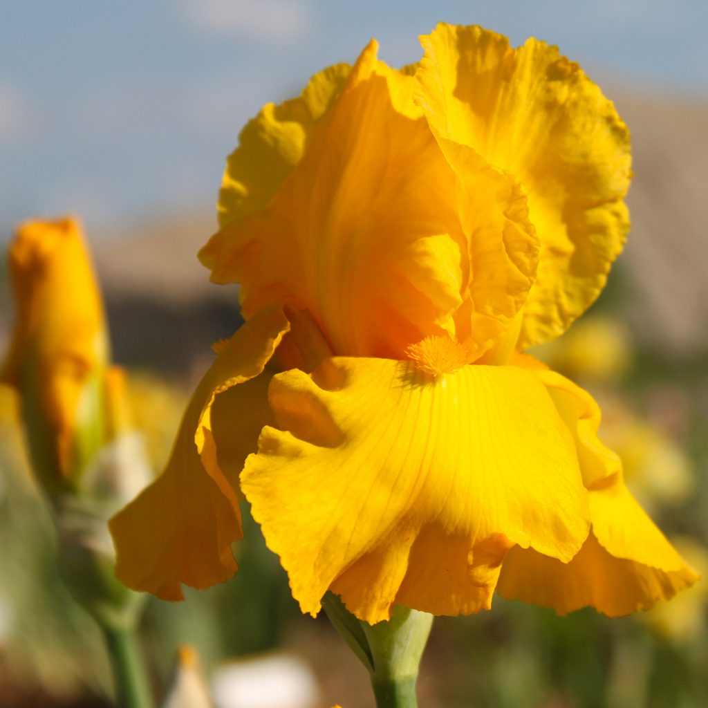 Jaune 1024x1024
