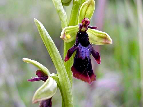 Ophrys-insectifera-12042013