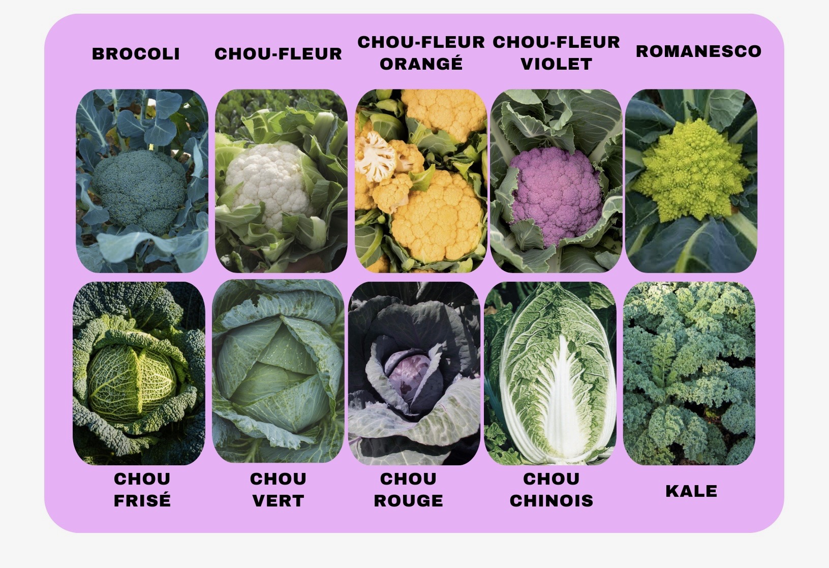 Courge-zip-39