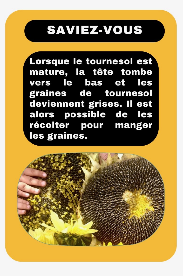 Courge-zip-21-2