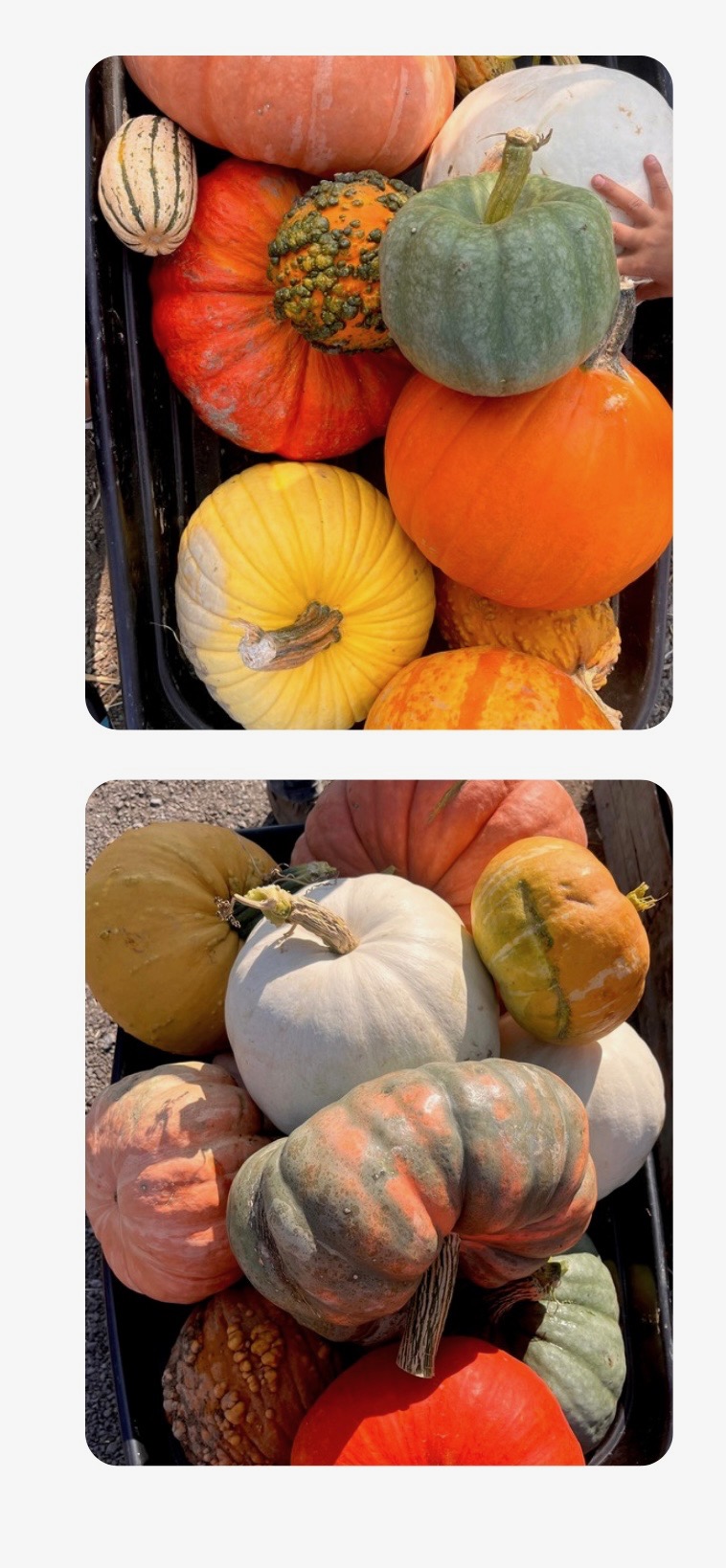 Courge-zip-27