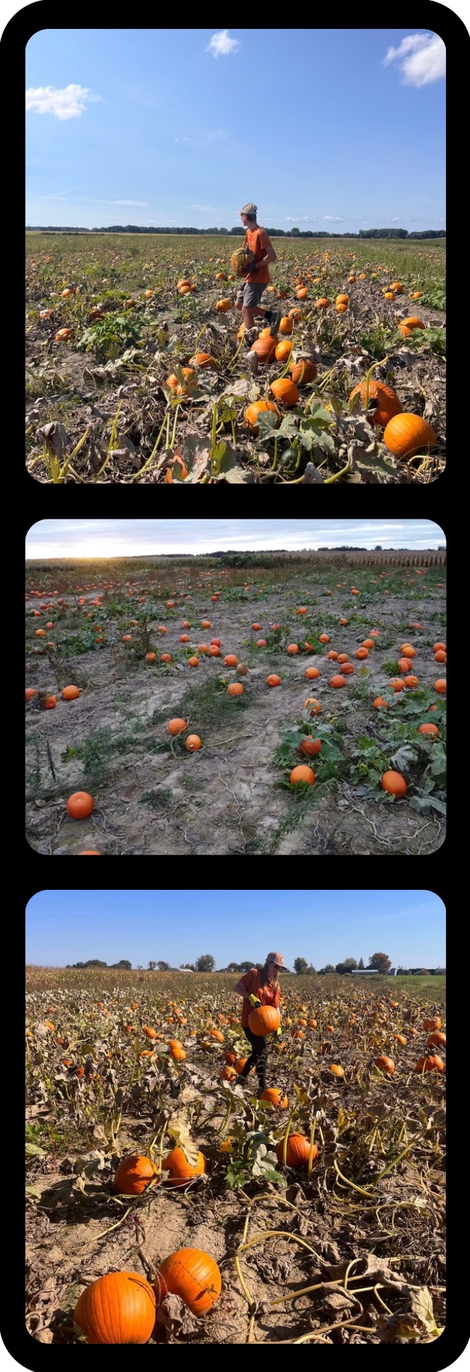 Courge-zip-27