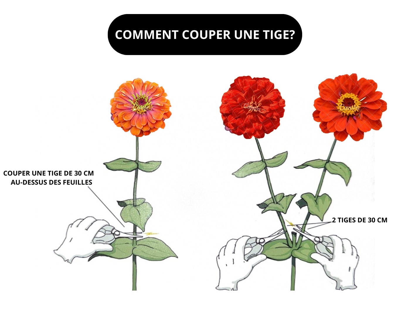 Courge-zip-24-2