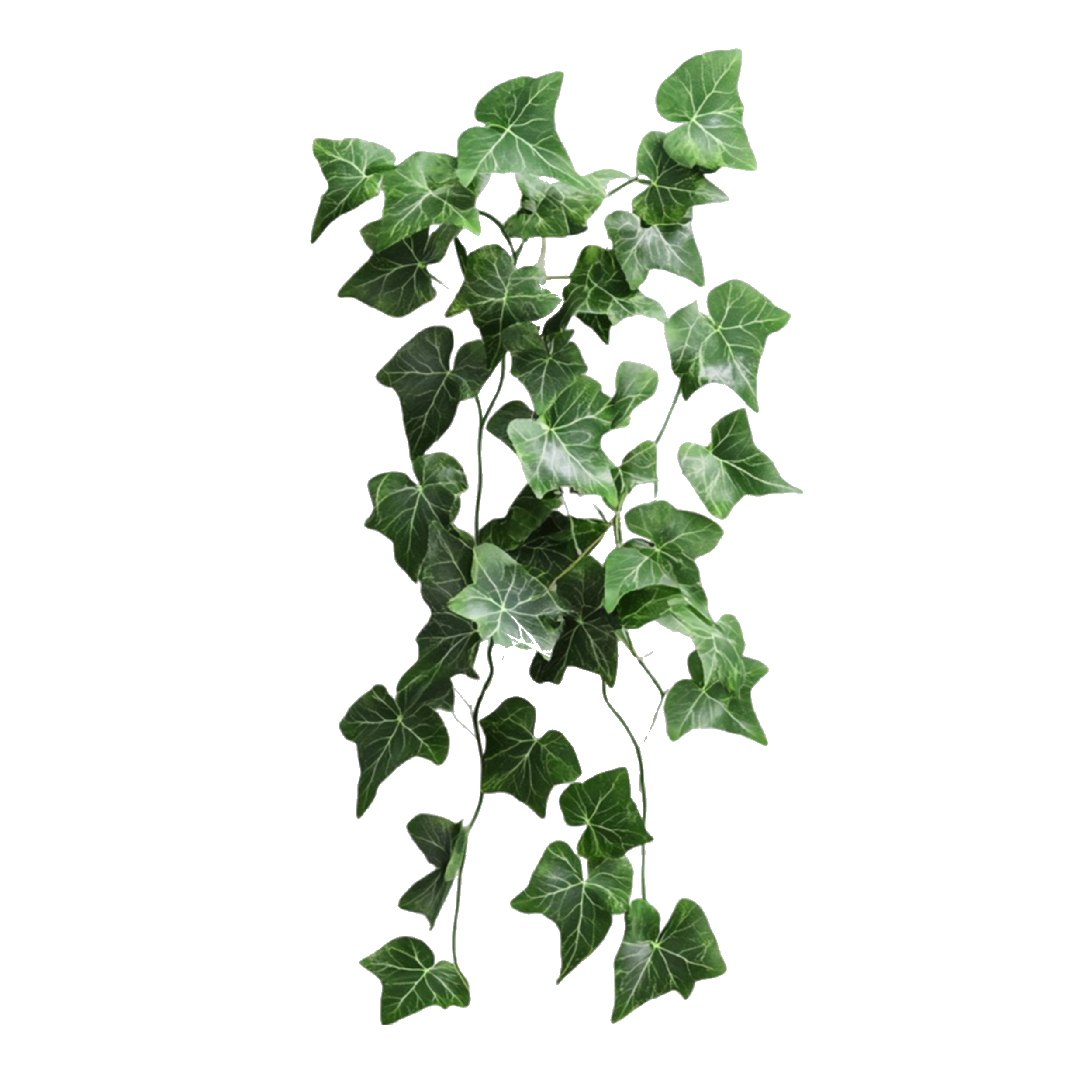 Lierre