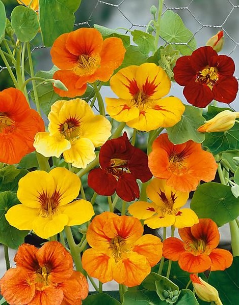 Capucine grimpante mix