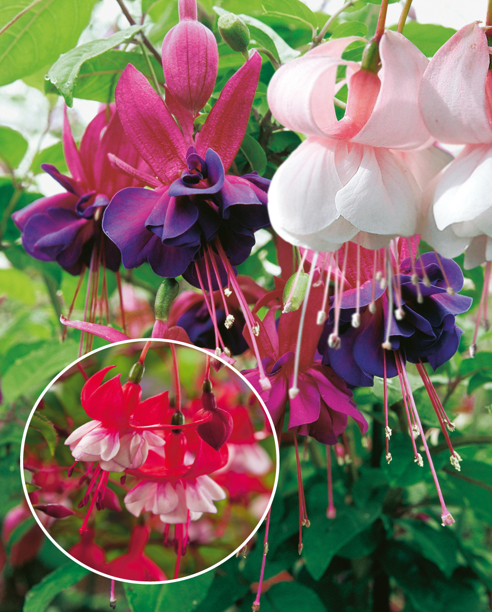 Fuschia grooses fleurs