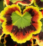 Zonal contrast