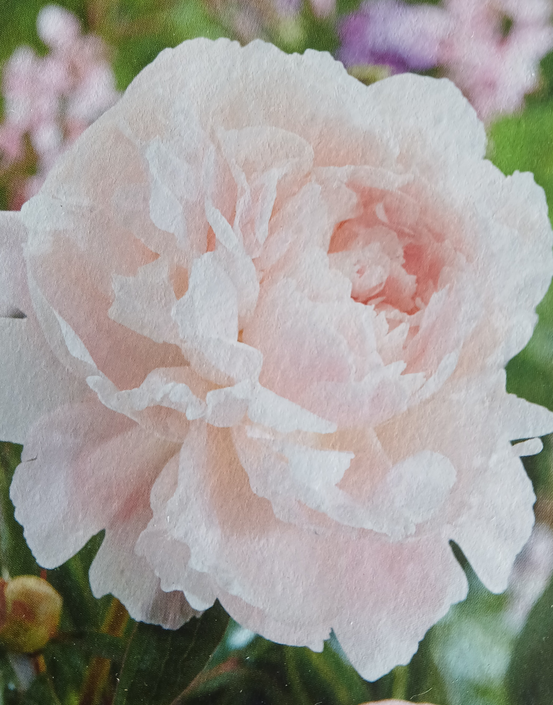 Pivoine rose