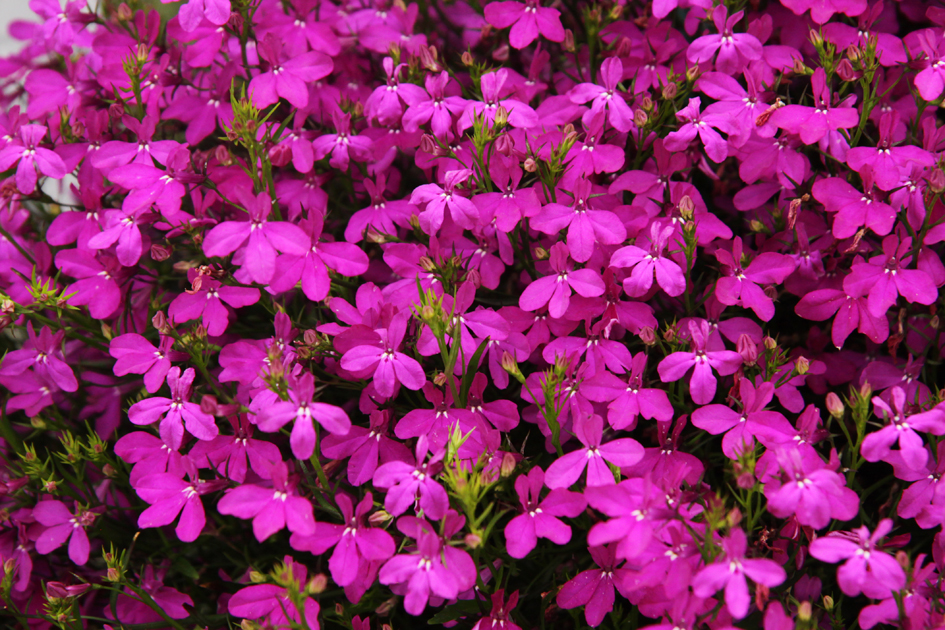Lobelia rose