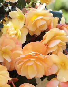 Begonia peach dreams