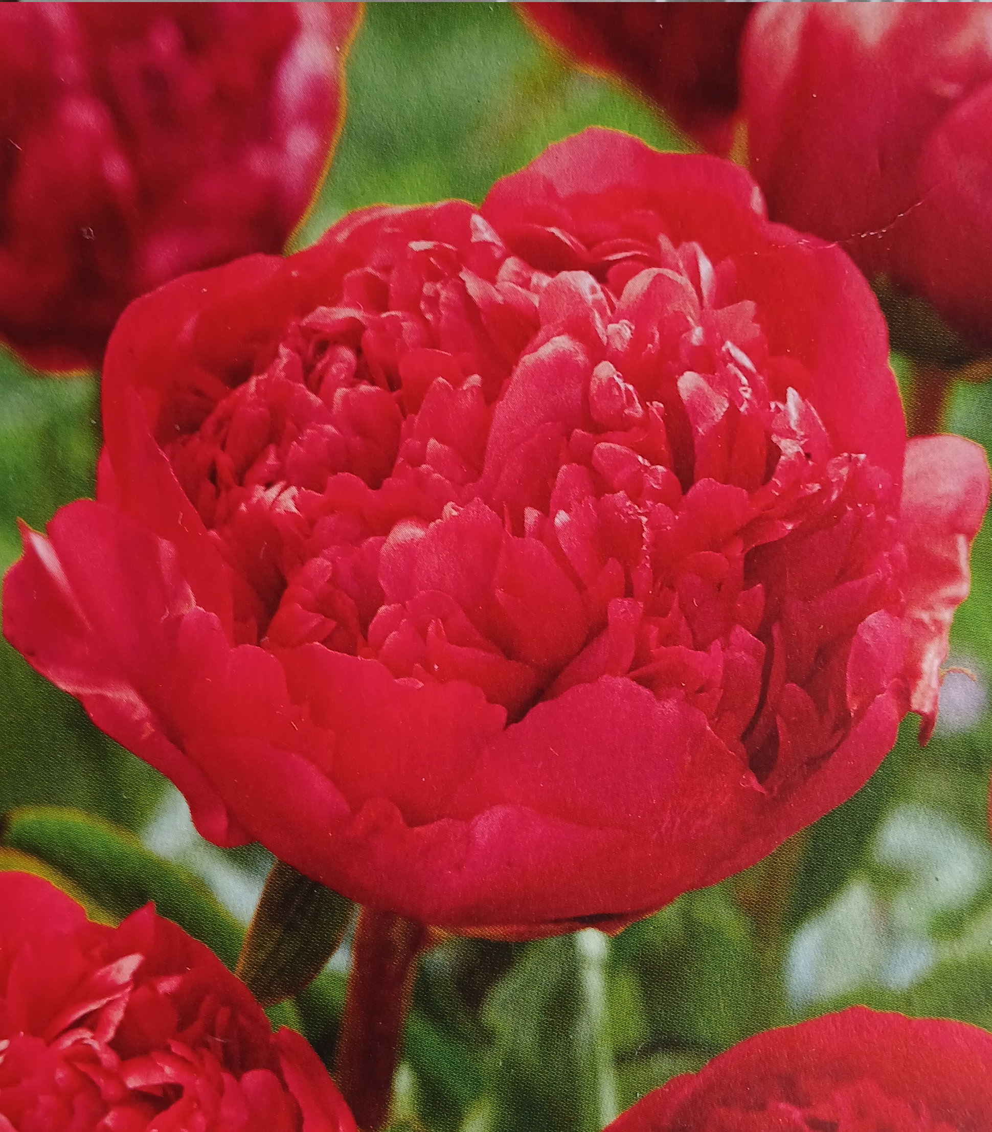 Pivoine rouge