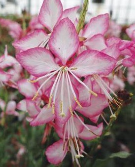 Gaura gauriella bicolor fleurs