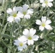 Corbeille d argent fleurs