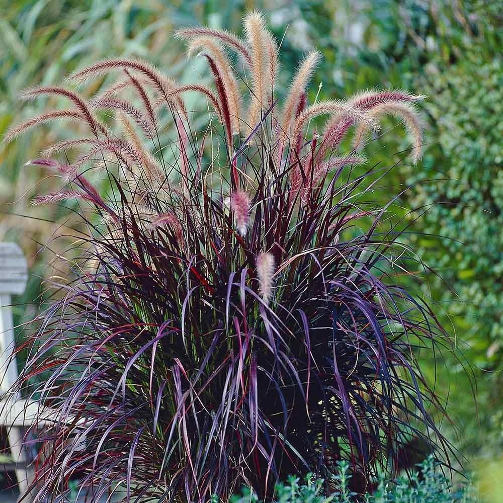 Pennisetum rubrum