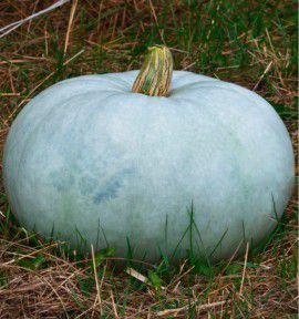 Potiron bleu de hongrie